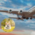 Spirit Airlines Pet Travel Policies