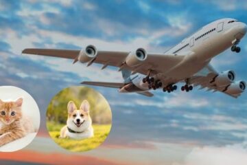 Spirit Airlines Pet Travel Policies